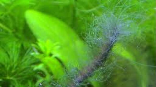algues staghorn