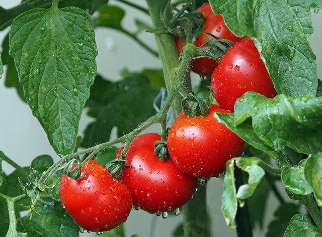 tomates en intérieur