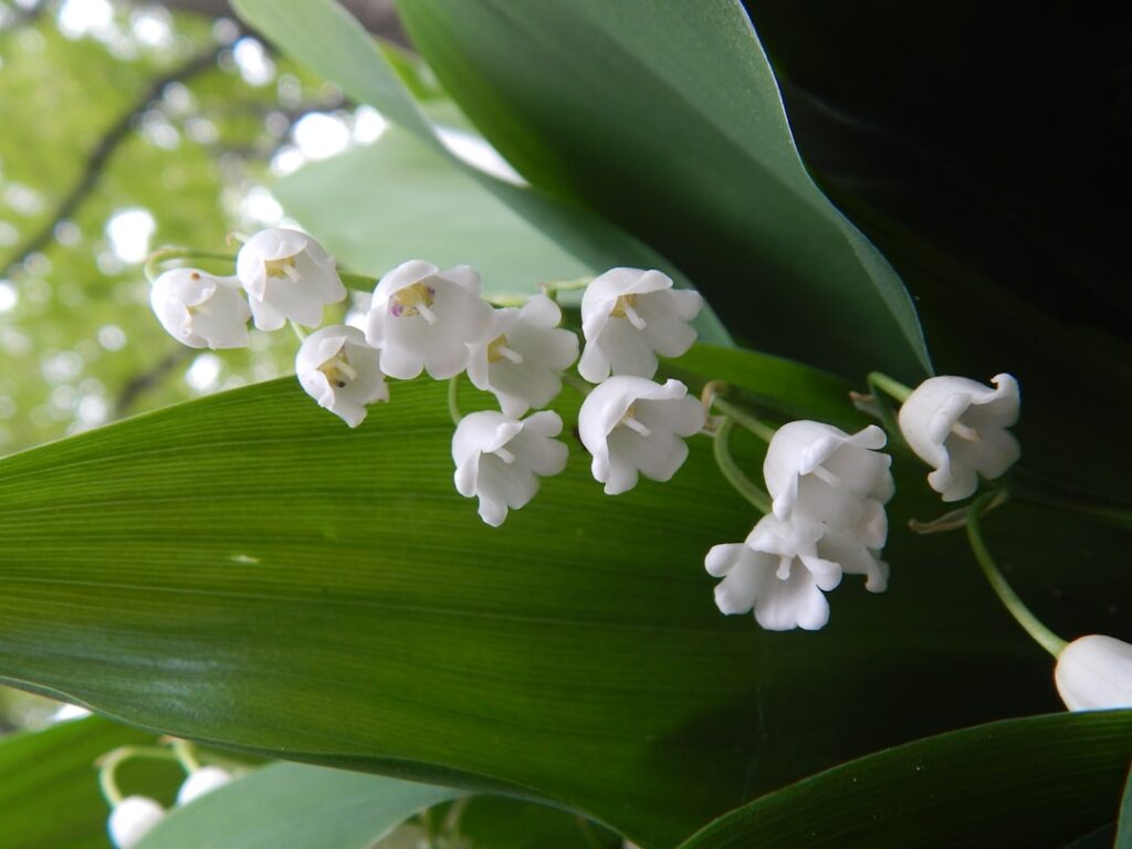 découvrez la beauté délicate du muguet, une fleur symbolique du printemps et du bonheur, appréciée pour son parfum doux et ses clochettes blanches élégantes.