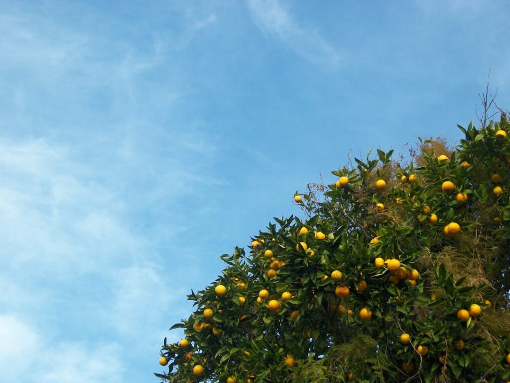 découvrez la symbolique du mimosa, fleur emblématique de la tendresse, de la sensibilité et du renouveau, et son importance dans différentes cultures.