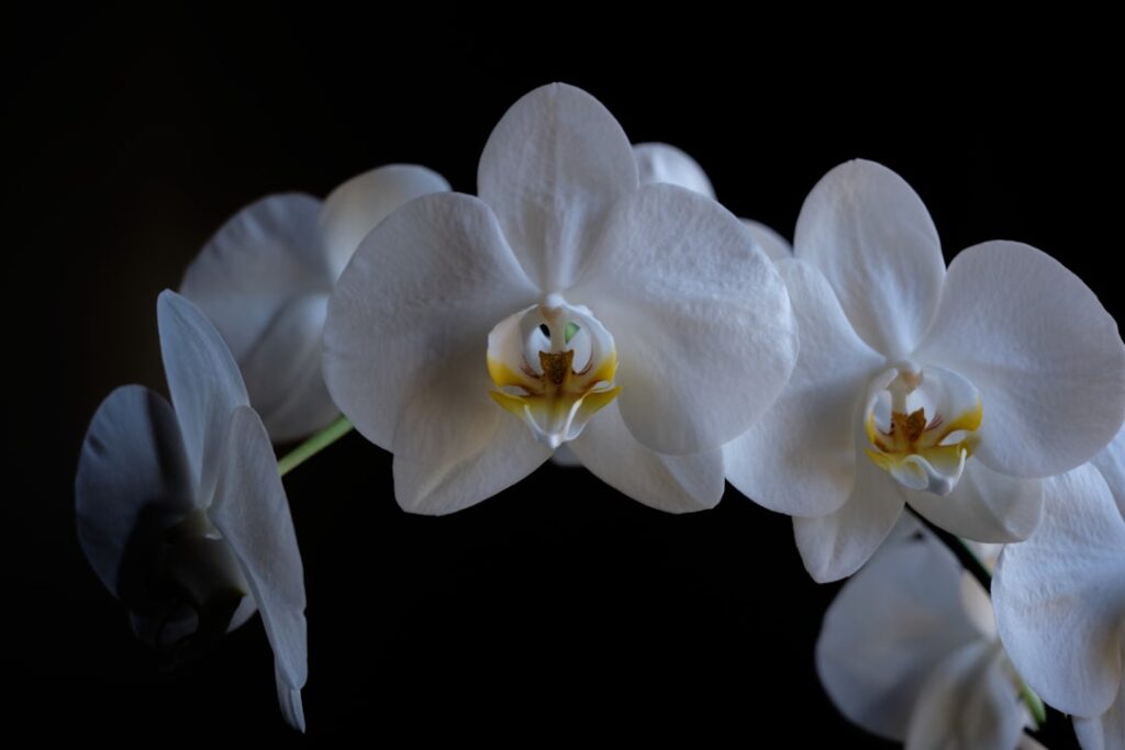 découvrez la beauté élégante de la white orchid, symbole de pureté et de raffinement, parfaite pour embellir votre espace avec une touche naturelle et sophistiquée.