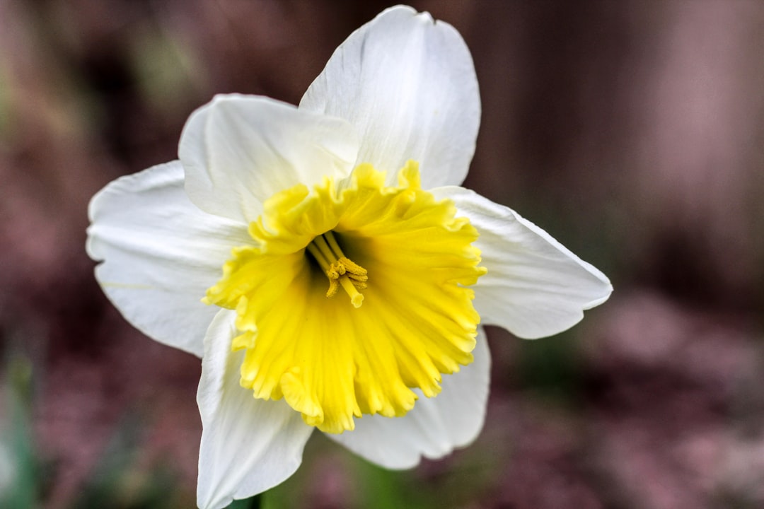 découvrez la signification du narcisse, symbole de renouveau, de joie et d'espoir dans plusieurs cultures à travers le monde.