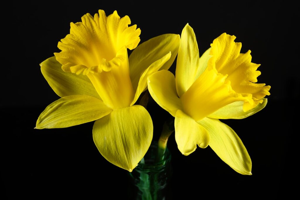 découvrez la signification symbolique du narcisse, une fleur associée au renouveau, à l'espoir et à la joie dans de nombreuses cultures.