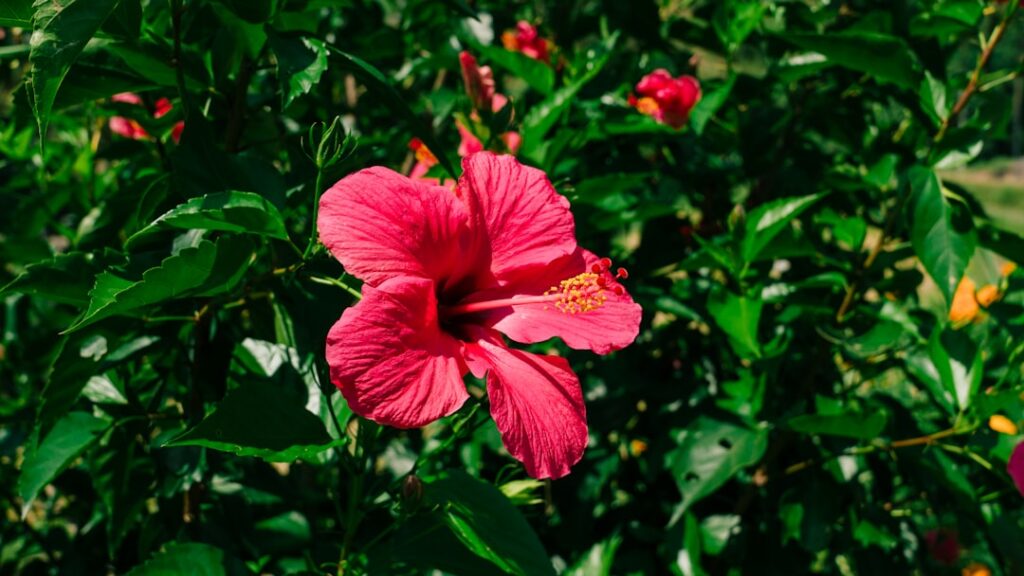 découvrez la signification de l'hibiscus, une fleur symbolisant la beauté, la délicatesse et la passion dans différentes cultures à travers le monde.