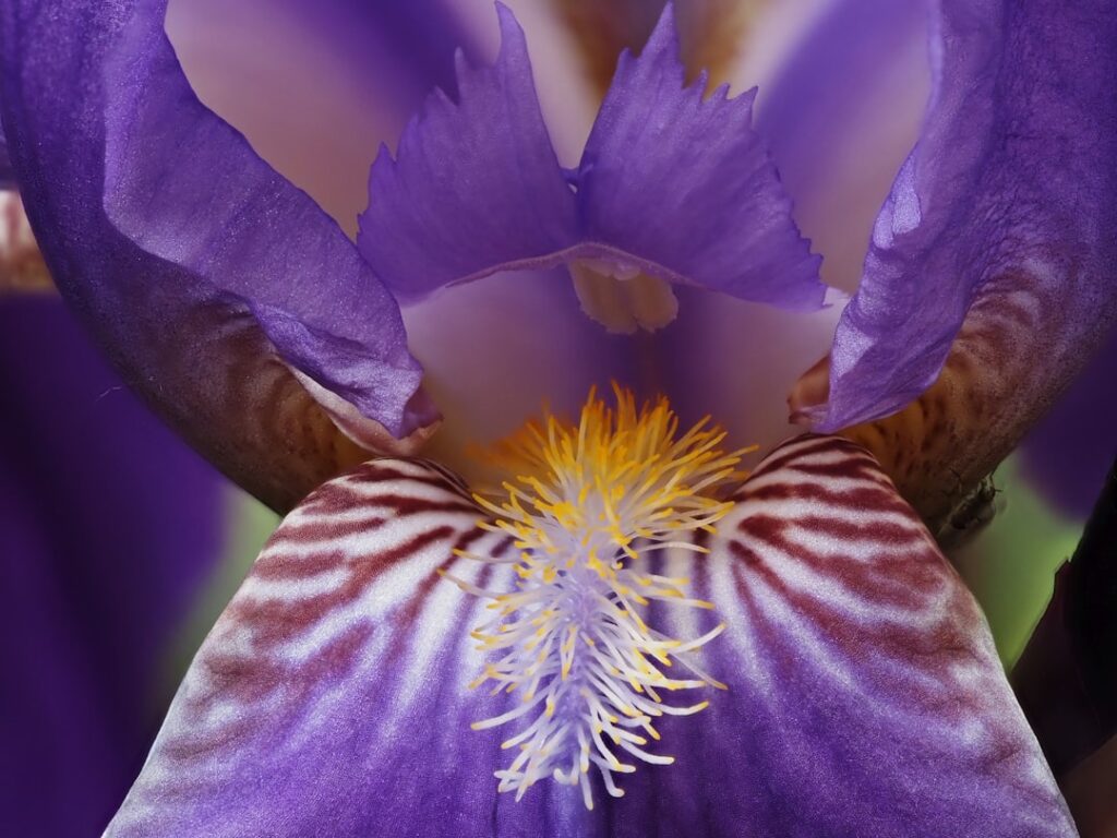 découvrez la signification de l'iris, symbole riche en histoire et en émotions, associé à la sagesse, la foi et l'espoir.