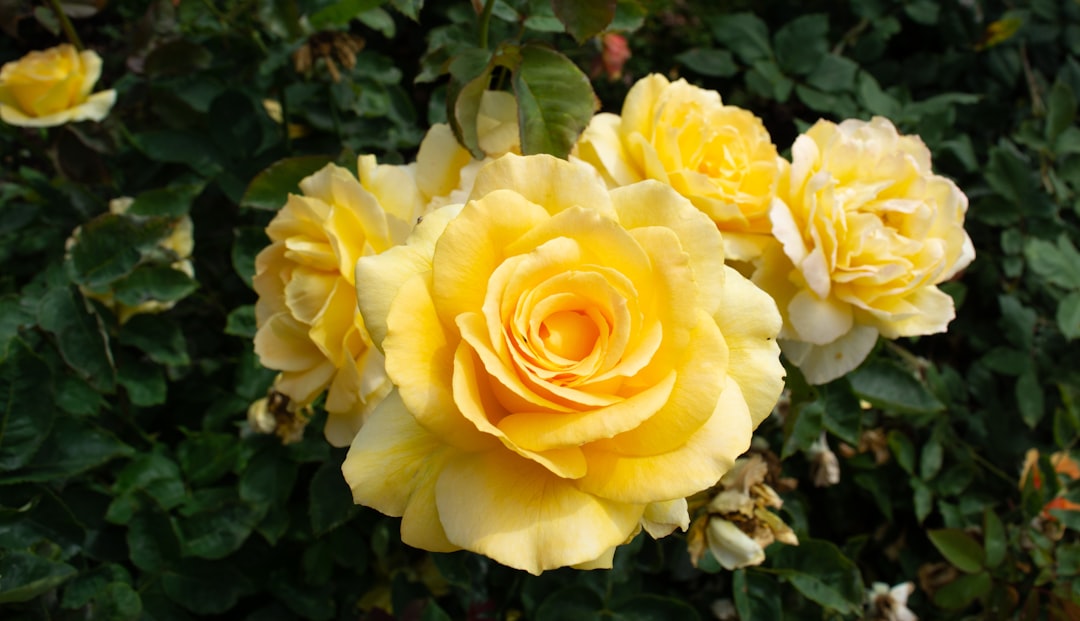 découvrez la signification de la rose jaune, symbole de joie, d'amitié et de nouveaux commencements dans le langage des fleurs.