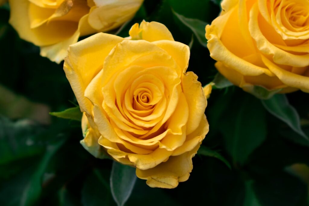 découvrez la signification de la rose jaune, symbole de joie, d'amitié et de bonheur, pour mieux exprimer vos sentiments avec ce magnifique fleur.
