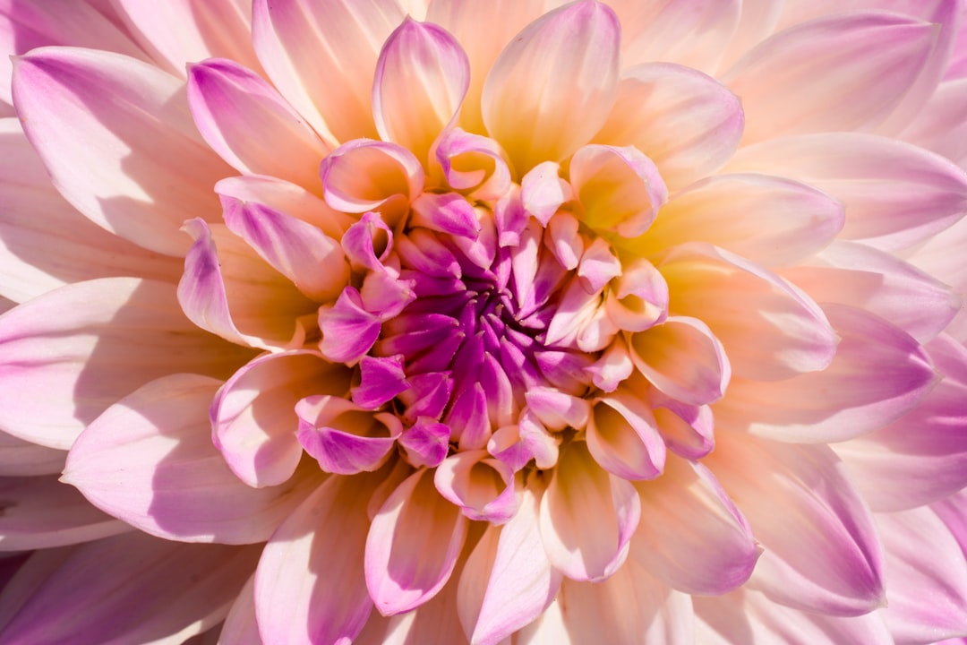 découvrez la signification du dahlia et la symbolique de ses couleurs pour mieux comprendre ce magnifique fleur.