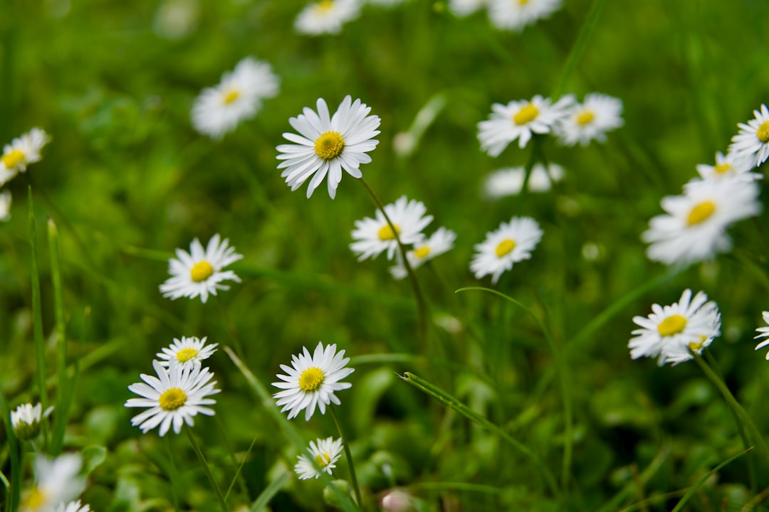 découvrez daisy, symbole de fraîcheur et de simplicité, évoquant la beauté naturelle et la douceur au quotidien.