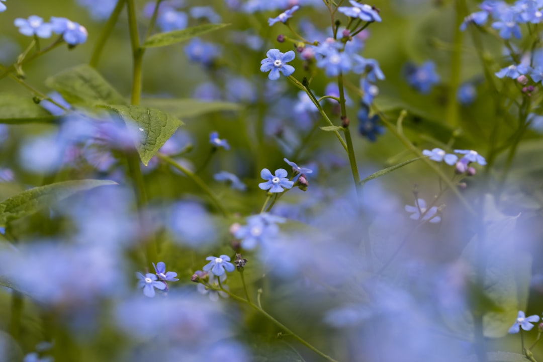 découvrez la signification et la symbolique du myosotis, également connu sous le nom de 'forget-me-not', une fleur délicate symbole de souvenir et d'amour éternel.