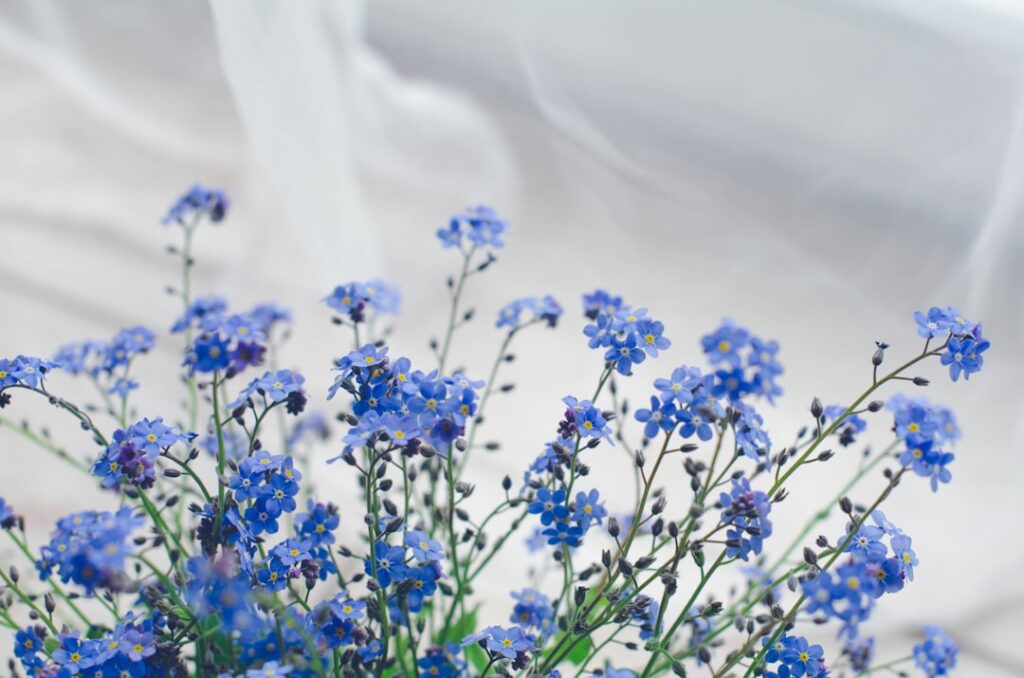 découvrez la signification et la beauté du myosotis, aussi appelé "forget-me-not", une fleur symbole de souvenirs et d’amour éternel.