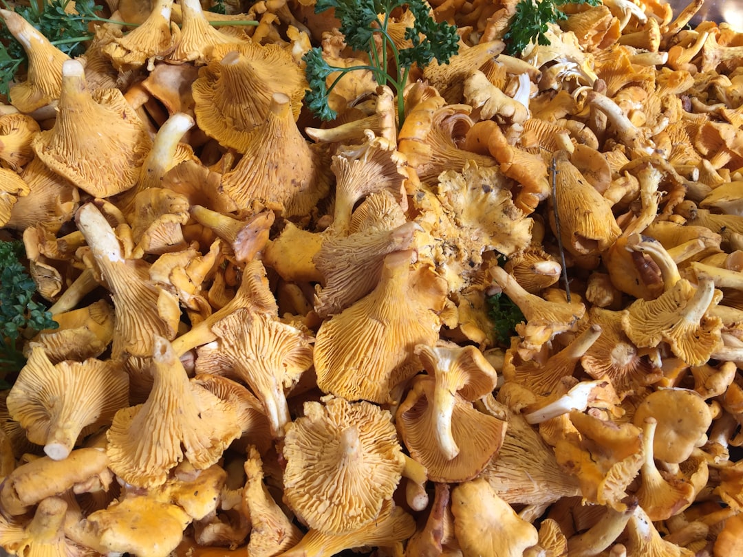 découvrez comment préparer facilement des girolles fraîches avec des astuces simples pour sublimer leur saveur unique dans vos plats.