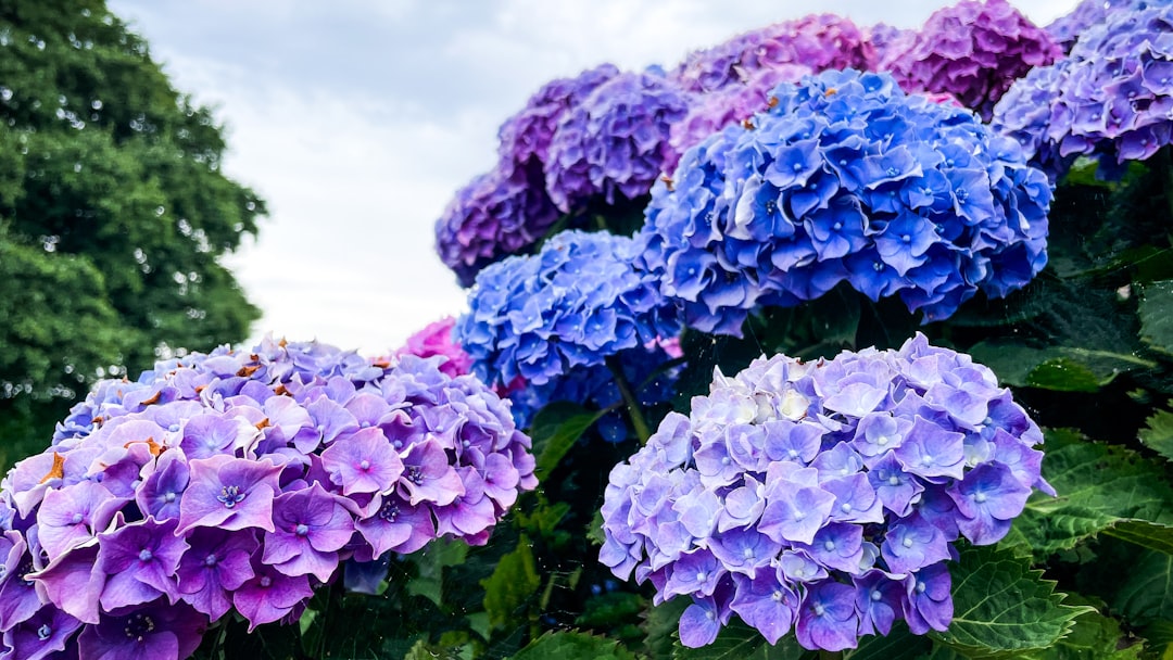 découvrez la signification des hortensias, symboles d'émotions variées, d'amour et de gratitude, et leur importance dans le langage des fleurs.