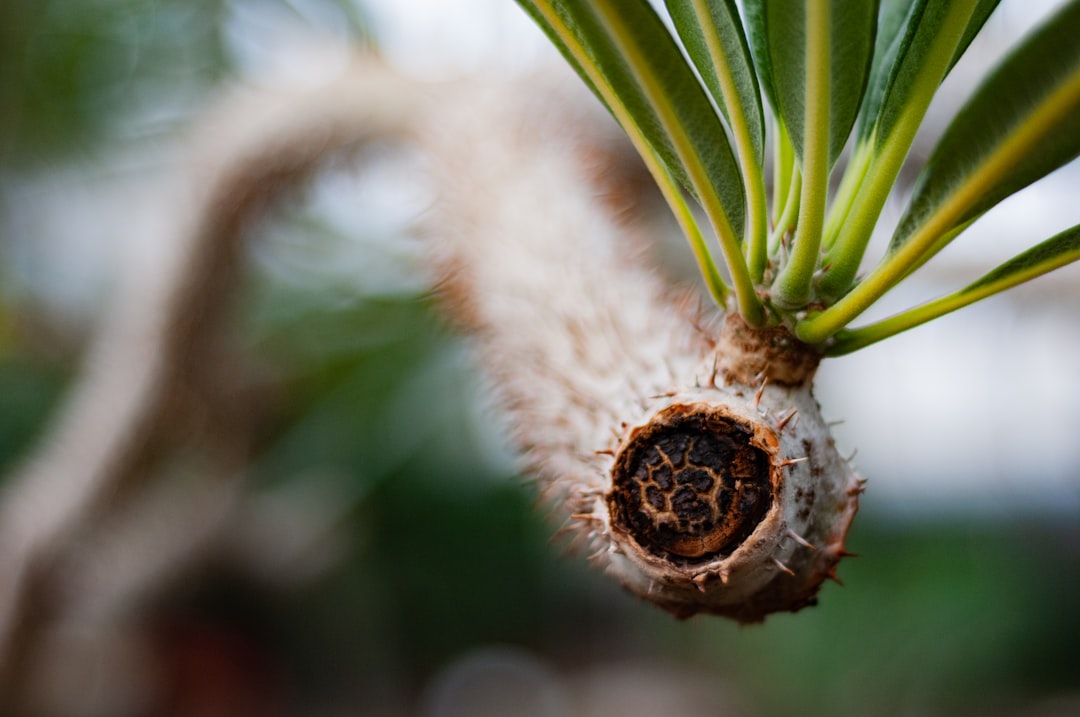 découvrez comment propager facilement le yucca grâce à nos conseils pratiques et étapes simples pour réussir la multiplication de cette plante décorative.