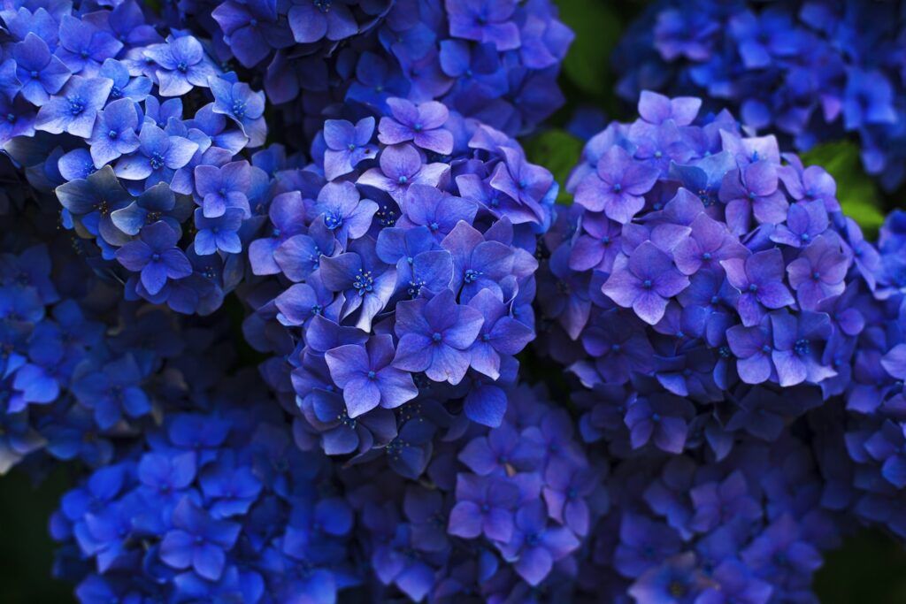 Deep blue hydrangea