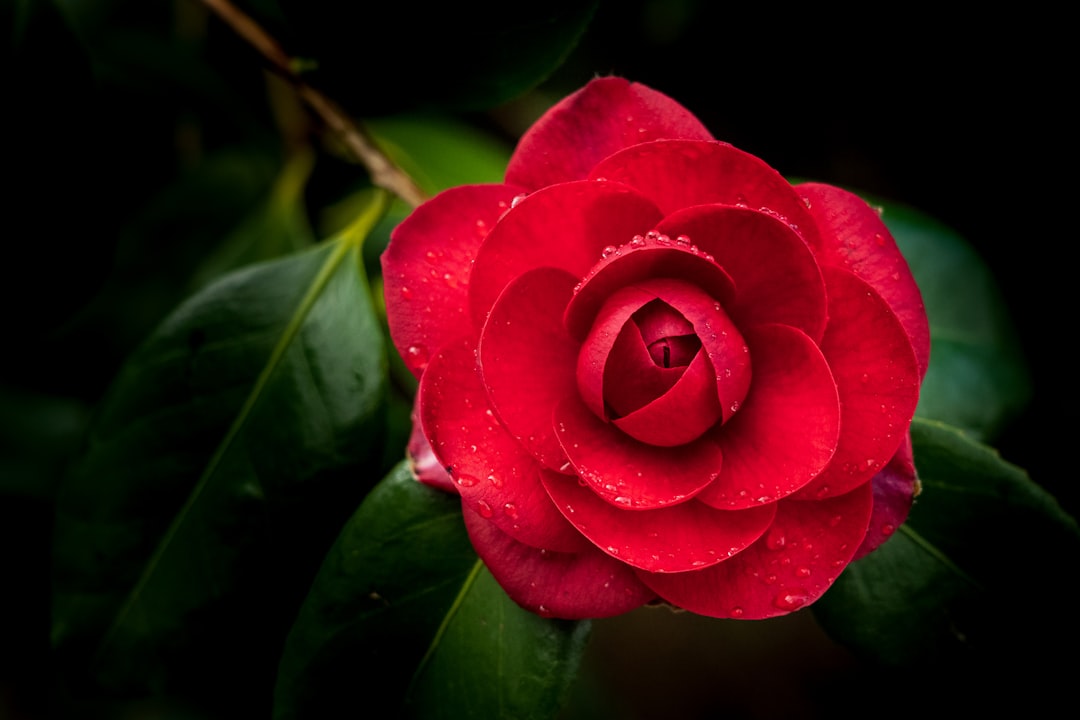 découvrez le camélia, une élégante fleur aux pétales délicats, symbole de beauté et d’élégance dans votre jardin ou déco intérieure.