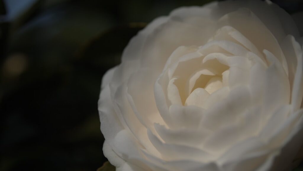 découvrez le camellia, une plante élégante aux fleurs magnifiques, idéale pour apporter couleur et raffinement à votre jardin ou intérieur.