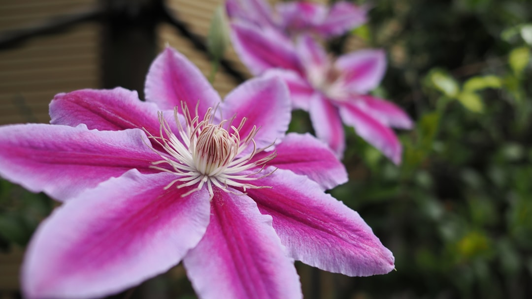 découvrez comment réussir vos boutures de clématites pour embellir votre jardin avec de magnifiques fleurs colorées.