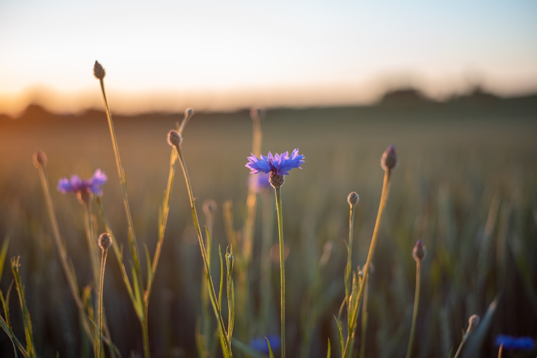 découvrez tout sur le bleu myosotis, une couleur délicate et apaisante inspirée de la fleur de bleuet, idéale pour apporter fraîcheur et élégance à vos créations.
