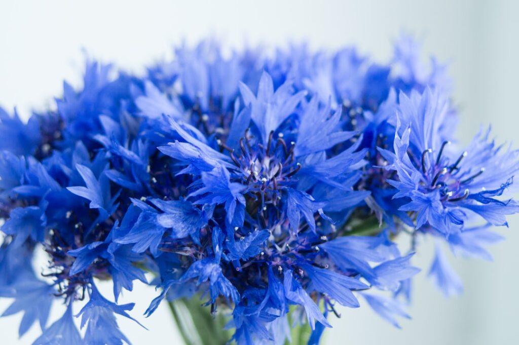 découvrez tout sur le bleu gentiane, une fleur délicate au charme intemporel, parfaite pour embellir vos jardins et vos créations florales.