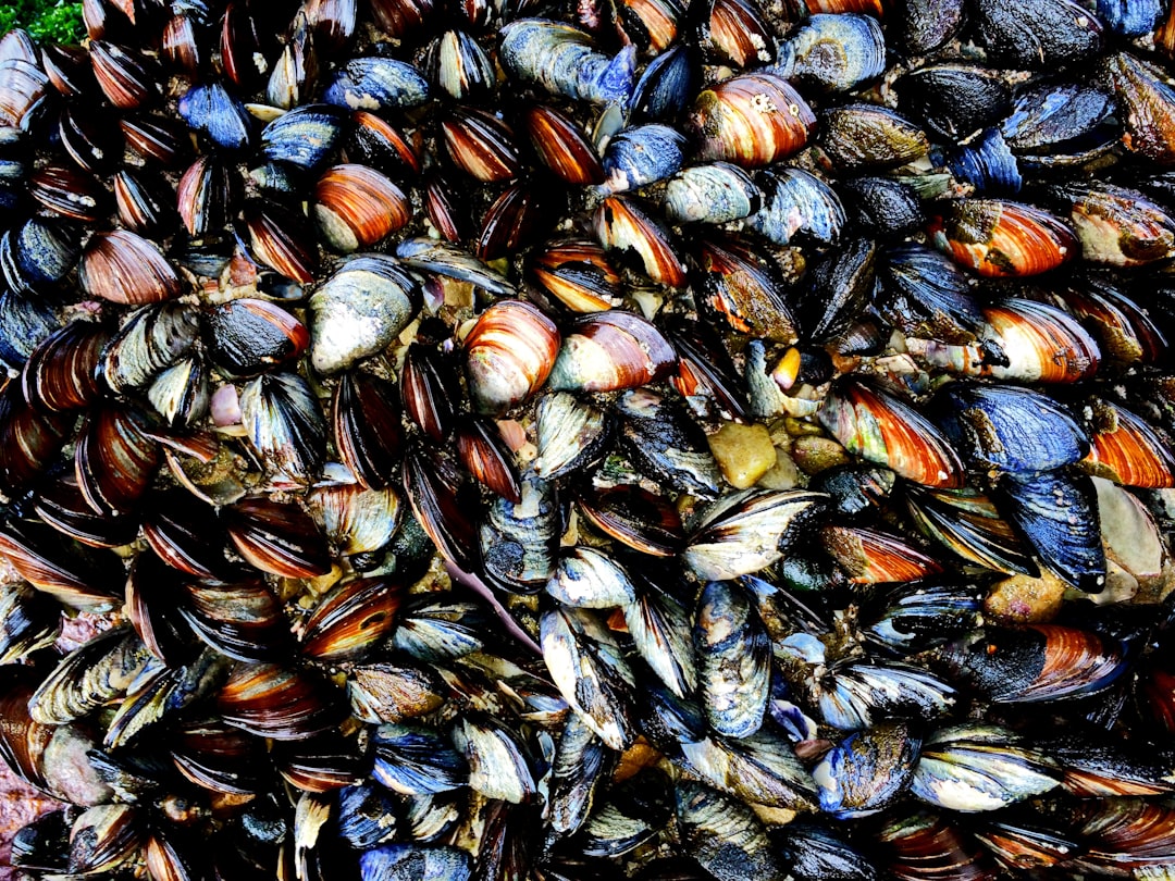 découvrez comment préparer des moules fraîches délicieuses avec notre guide simple et rapide, parfait pour un repas savoureux et authentique.