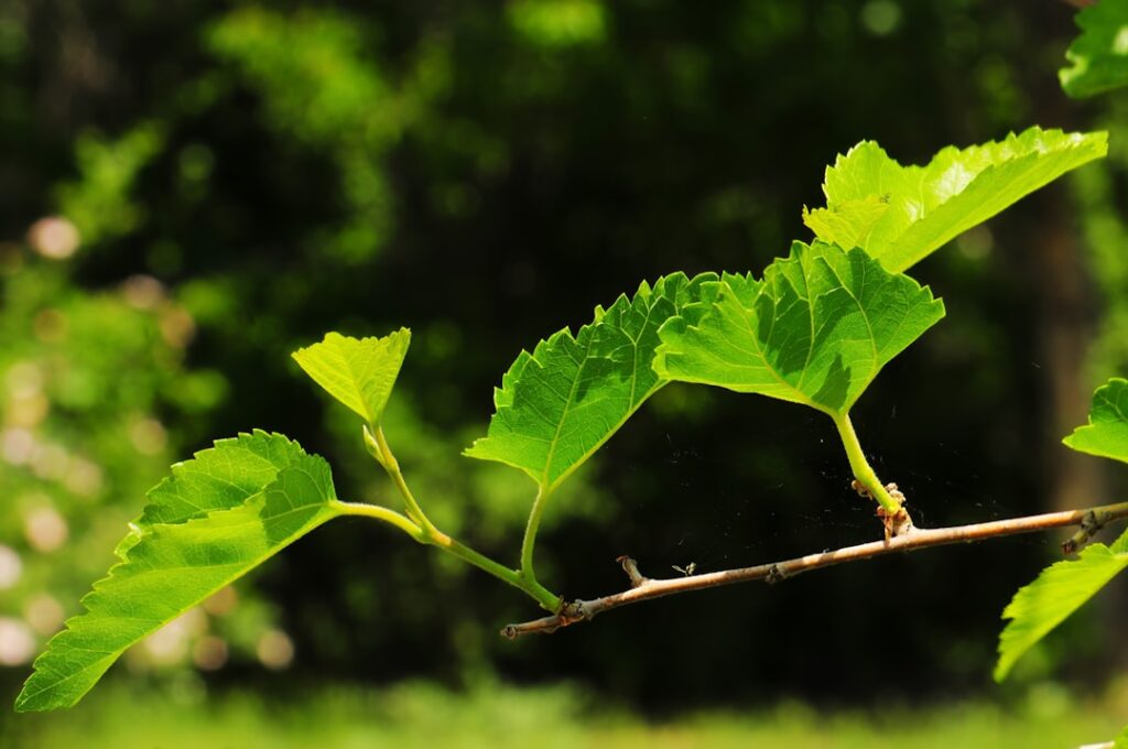 découvrez comment effectuer des boutures de noisetier pour multiplier facilement vos plants et embellir votre jardin.