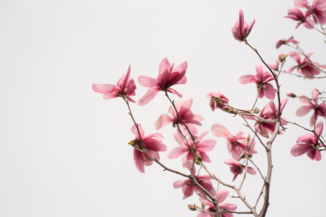 apprenez les meilleures méthodes pour la propagation du magnolia et réussissez à multiplier facilement cet arbre ornemental dans votre jardin.