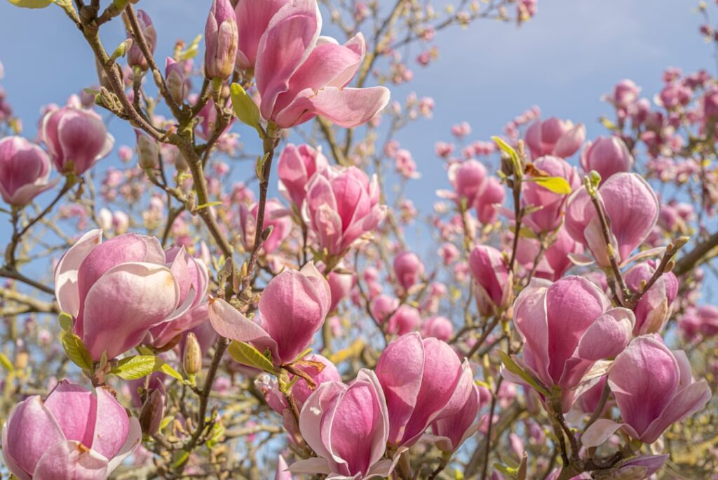 découvrez les méthodes efficaces pour la propagation du magnolia et réussissez à multiplier vos arbres facilement.