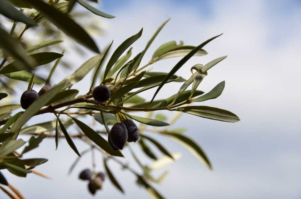 découvrez nos conseils experts pour la taille des oliviers afin d'assurer une croissance saine et une meilleure production de fruits.