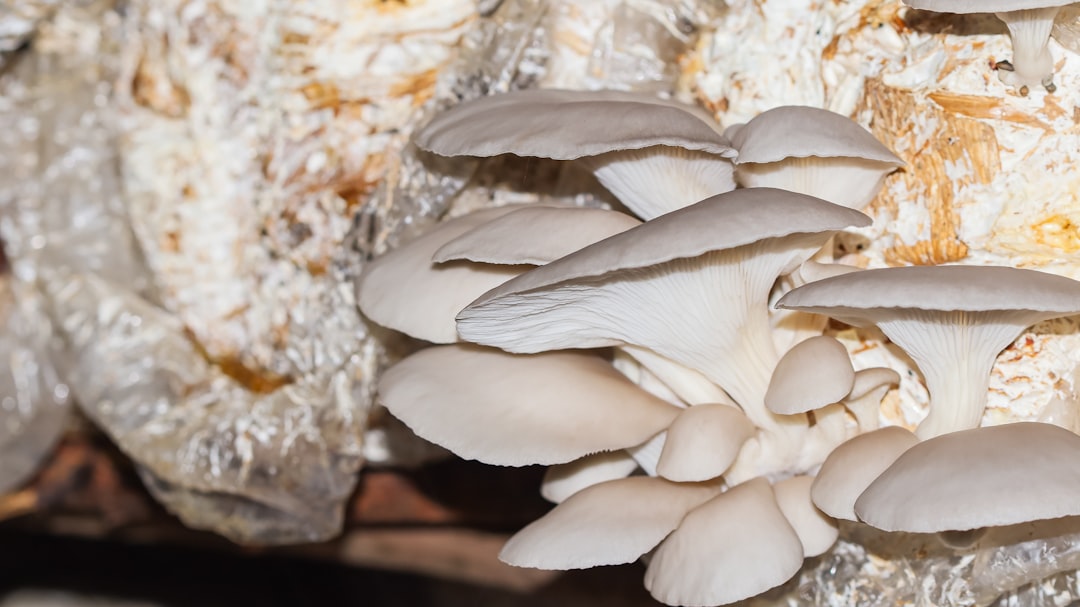 découvrez les bienfaits des pleurotes, ces champignons savoureux et nutritifs parfaits pour enrichir vos recettes culinaires.
