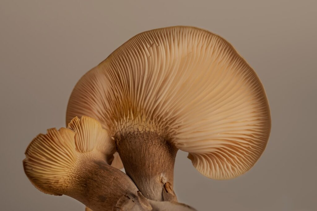 découvrez tout sur les pleurotes : leurs bienfaits, méthodes de culture et recettes savoureuses avec les champignons oyster mushrooms.