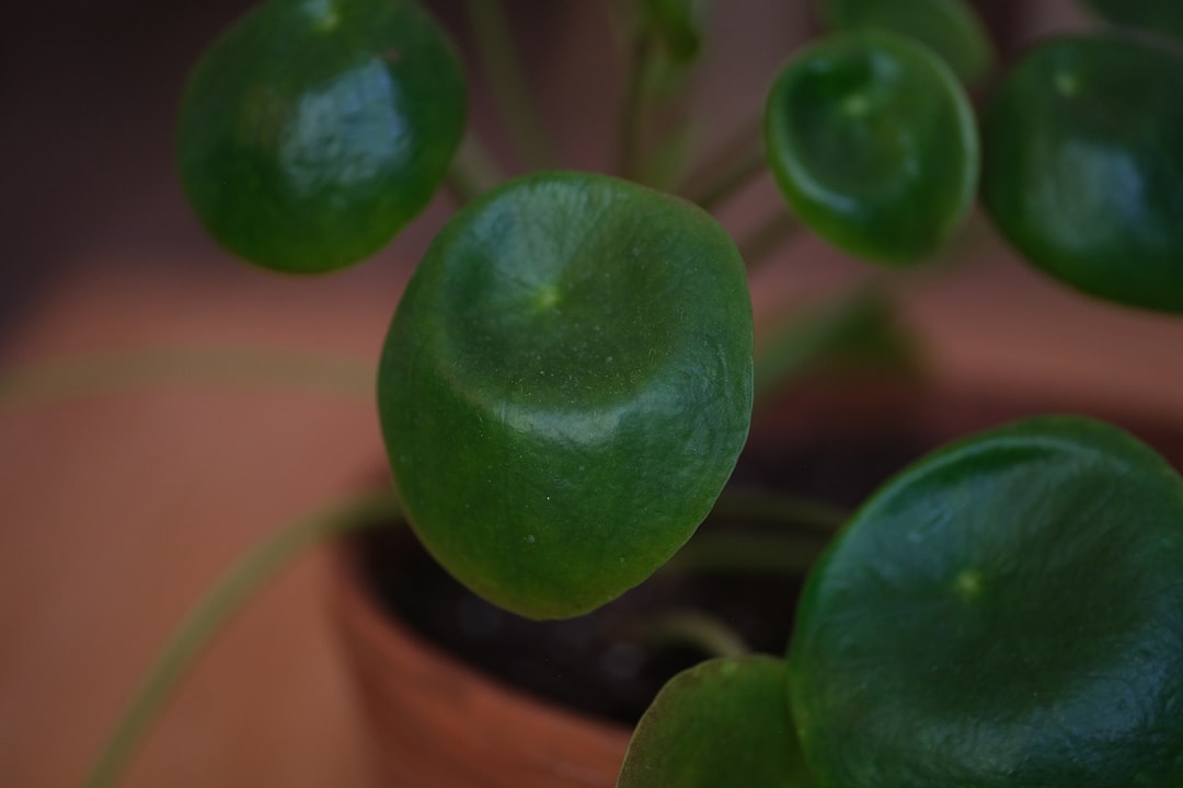 découvrez les méthodes faciles et efficaces pour la propagation du pilea, la plante d'intérieur populaire. apprenez à multiplier votre pilea en quelques étapes simples.