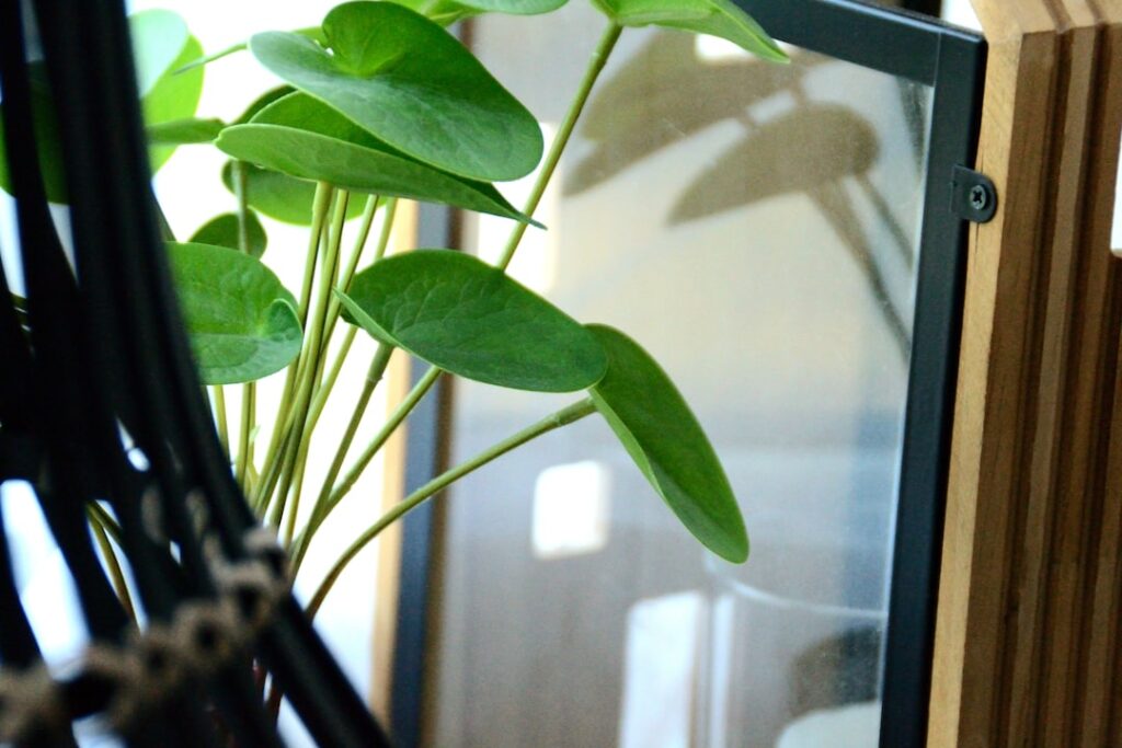découvrez comment propager facilement le pilea, la plante d'intérieur tendance, grâce à nos astuces simples et efficaces pour multiplier vos pileas avec succès.