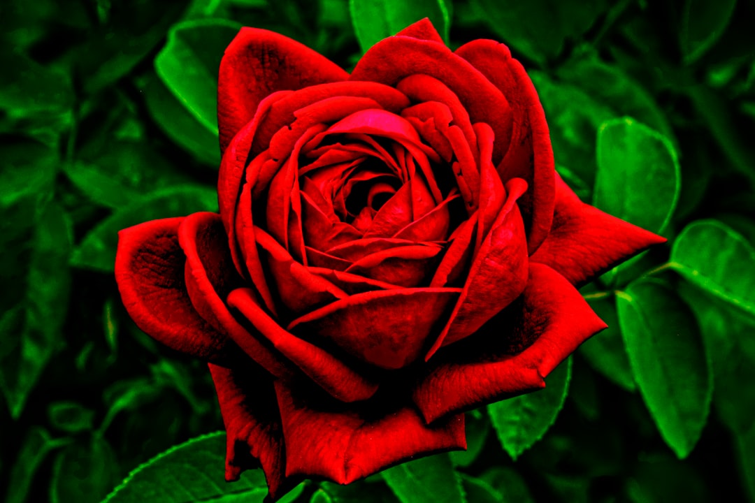 découvrez la signification de la rose rouge, symbole universel d'amour, de passion et de romance.