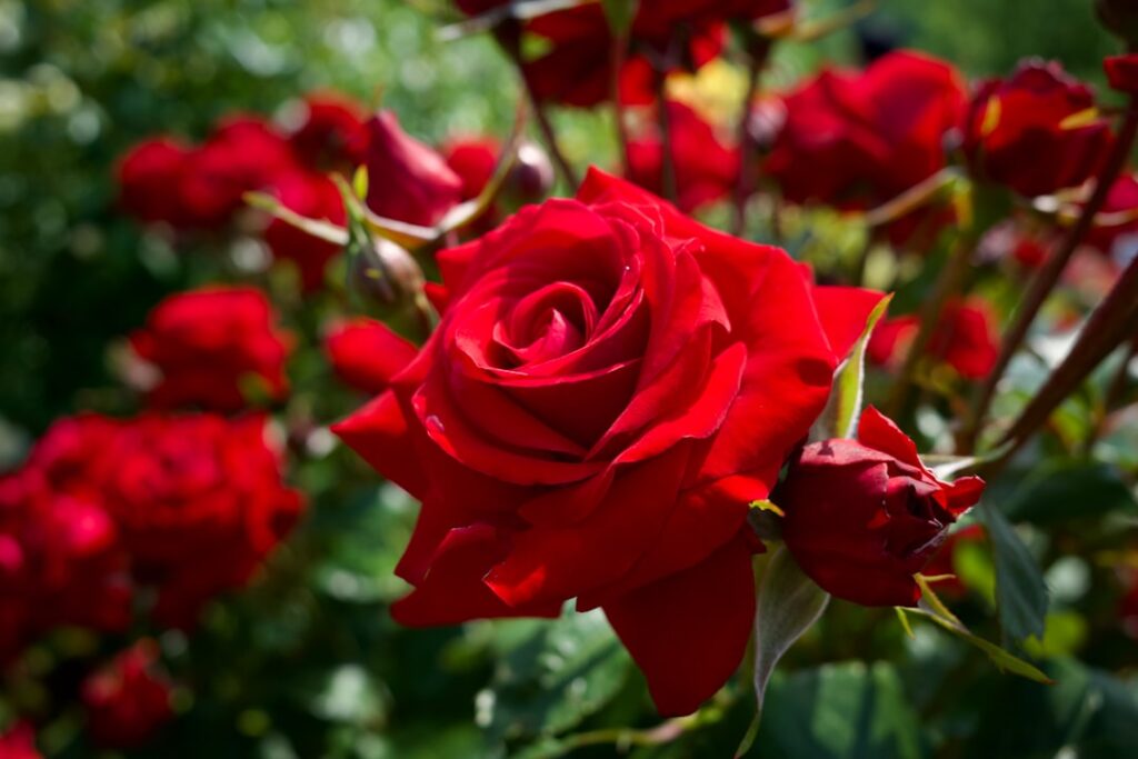 découvrez la signification de la rose rouge, symbole d'amour passionné et de romance éternelle.