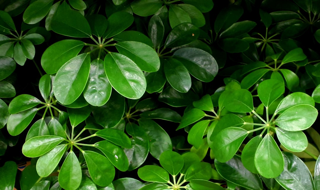 découvrez les méthodes faciles pour la propagation du schefflera et faites pousser vos plantes chez vous avec succès.