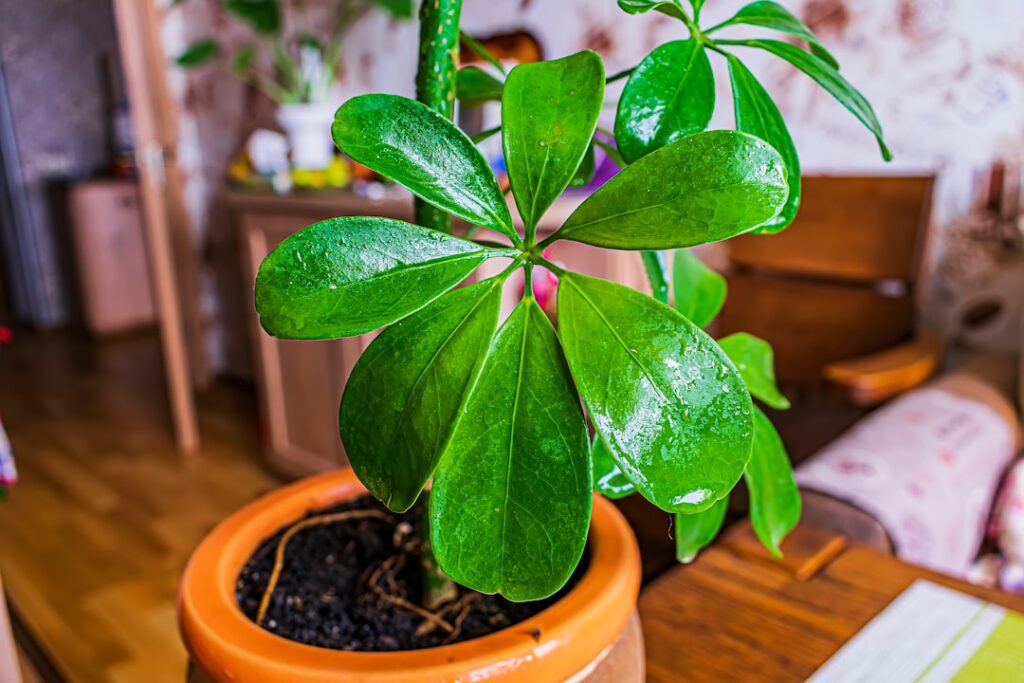 découvrez les méthodes efficaces pour la propagation du schefflera et apprenez à multiplier facilement cette plante d'intérieur populaire.