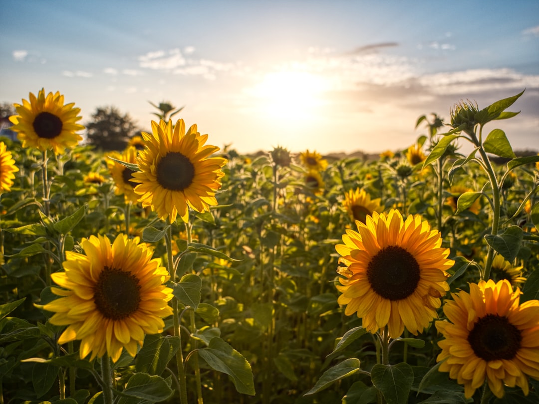 découvrez tout sur le tournesol, une fleur lumineuse symbole de soleil et de bonheur, idéale pour embellir vos jardins et inspirer vos créations.