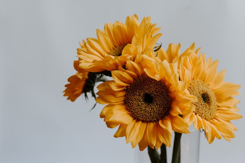 découvrez tout sur le tournesol : ses caractéristiques, sa culture, et ses bienfaits pour la santé et l'environnement.