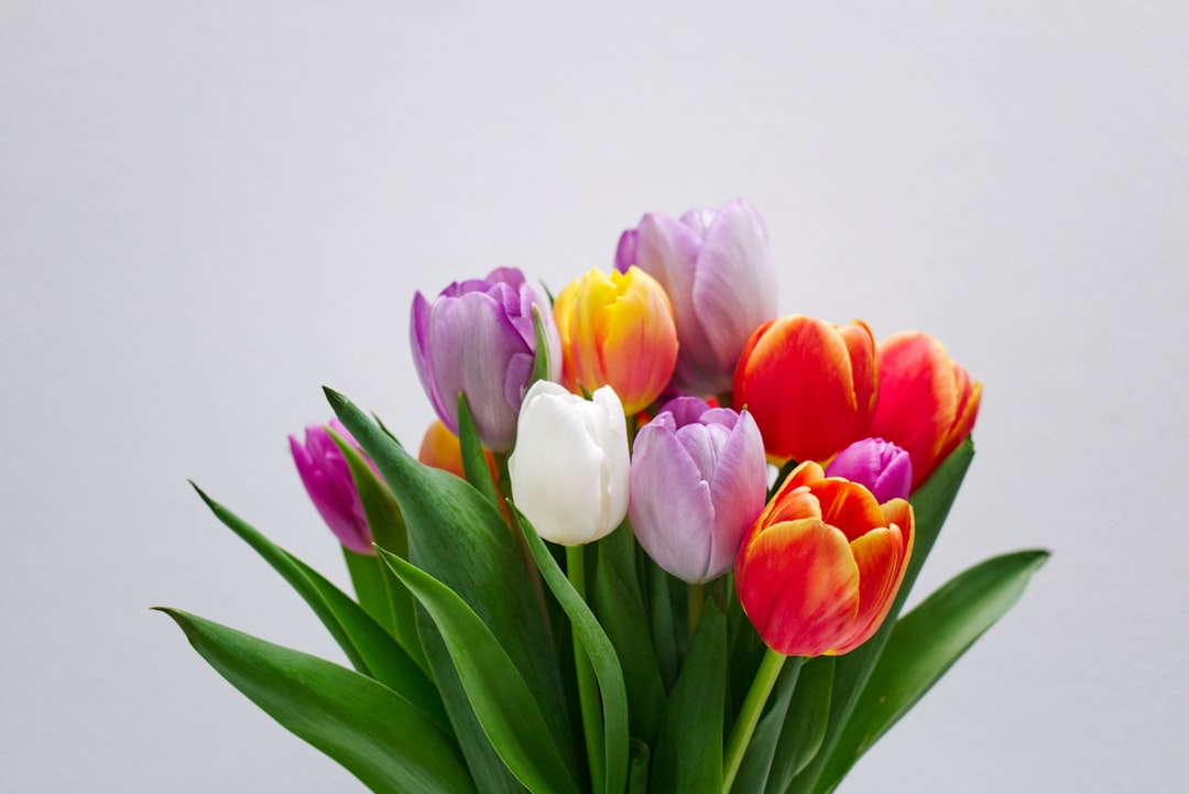 découvrez la signification des tulipes, symboles de beauté, d'amour et de renouveau dans différentes cultures.