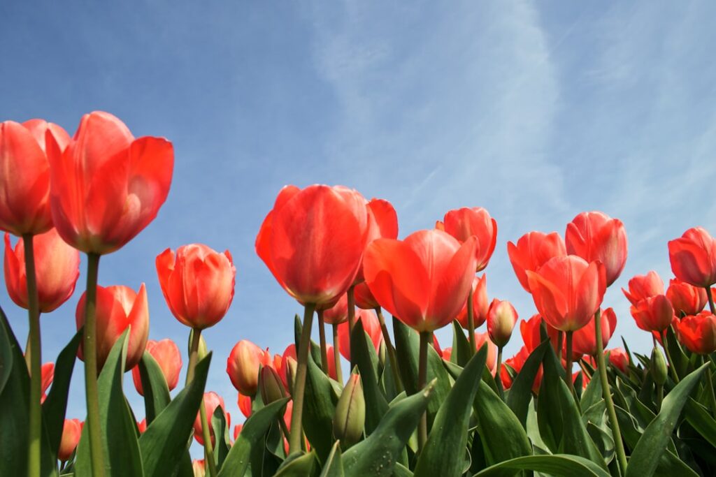 découvrez la signification des tulipes, symboles de beauté, d'amour et de renouveau dans différentes cultures.