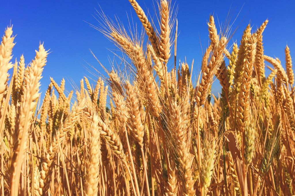 Wheat Field